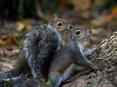 squirrels2_7526.jpg