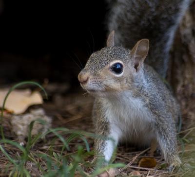 squirrels8_7546.jpg