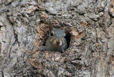 squirrels9_7549.jpg