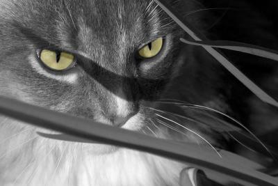 A little play with photoshop- converted to monochrome and added color back into her eyes.