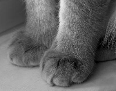 Thomas's feet