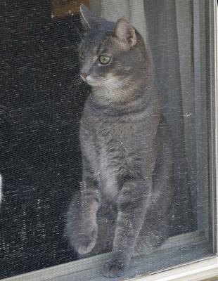 Thomas watching birds....his favorite pastime. 