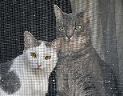 Shelby and Thomas spot a bird.