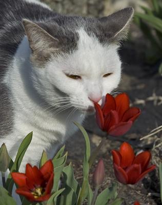 Shelby smelling the flowers