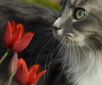 Abby tip-toeing through the tulips