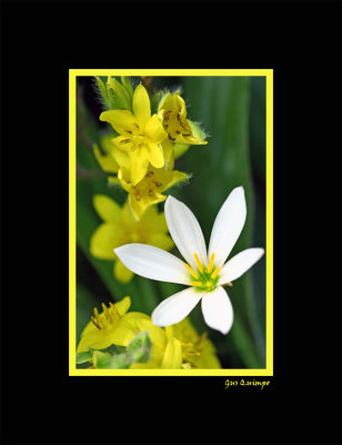 Bloom