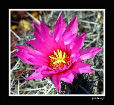 Wild Flower