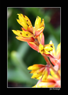 Wild Flower II