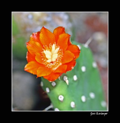 Cactus Flower