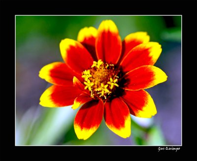 Wild Flower III