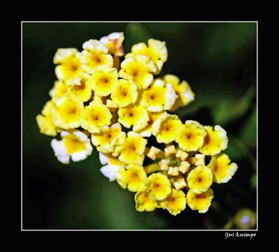 Bunched