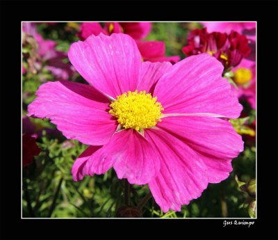 Pink II