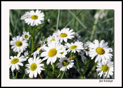 Growing Wild