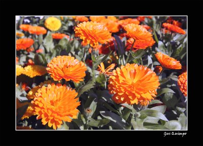 Orange II