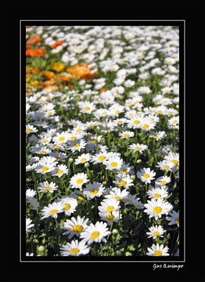 Sea of White