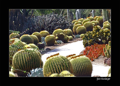 Cactus Path
