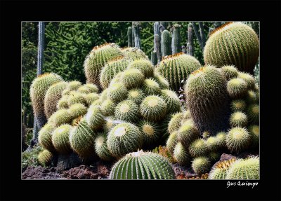 Botanical Cactus