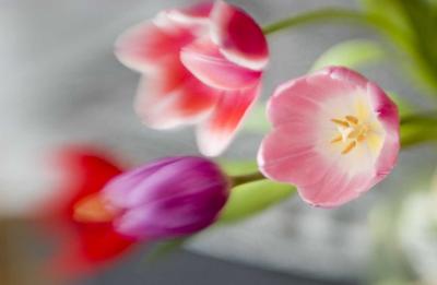 Tulips (Lensbaby)