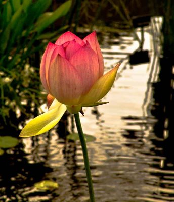 blossomweb-DSC05915.jpg