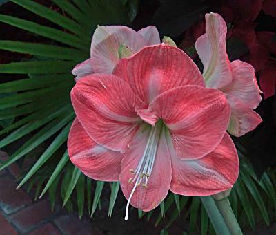 blossomsqqDSC00297.jpg