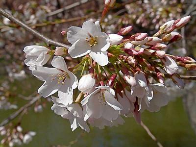 cherryblossomDSC01763.jpg