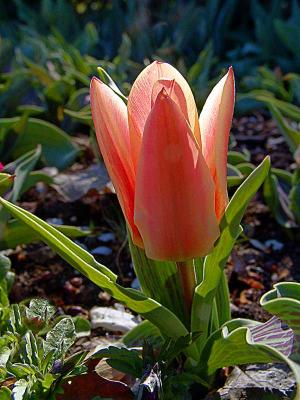 tulipsproutingDSC01928.jpg