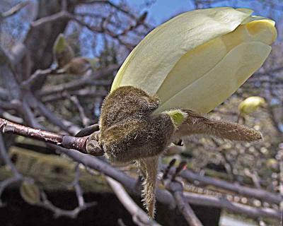 magnolia-budDSC01878.jpg