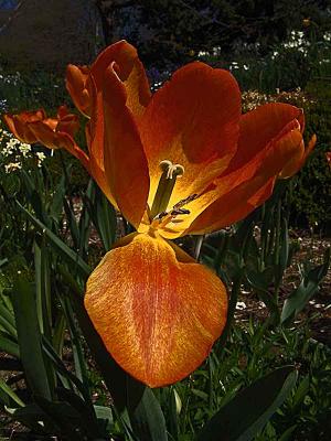 tulipDSC02444.jpg