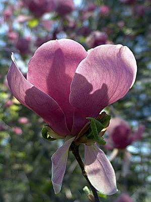 magnoliaDSC02667.jpg