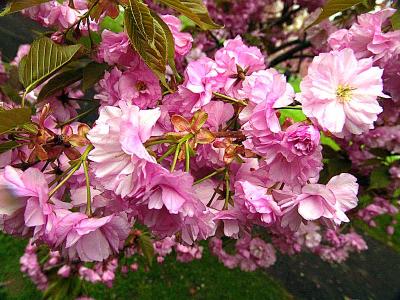 cherryblossomsred1DSC02880.jpg