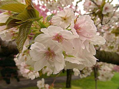 cherryblossomswhiteDSC02893.jpg