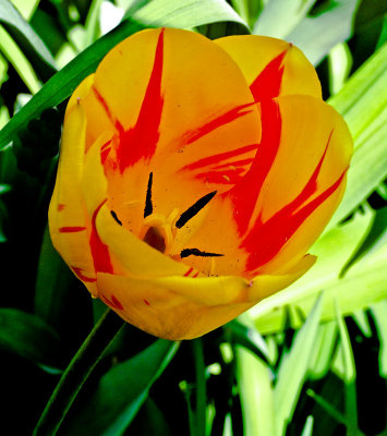 tulipwebDSC01064.jpg