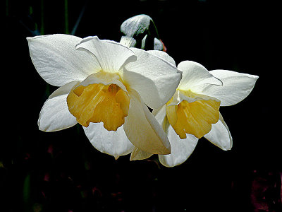 2blossomswebDSC01082.jpg