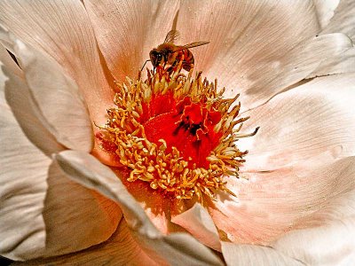 beeinblossomDSC01326.jpg