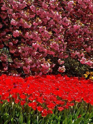 blossomwebDSC01245.jpg