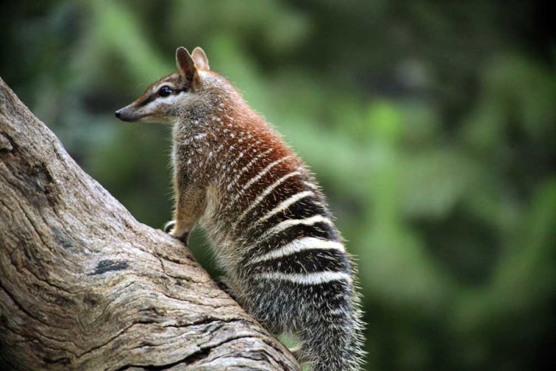 Numbat