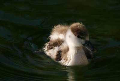 juvenile Australian Shelduck