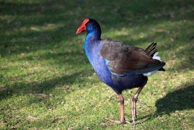 Purple Swamphen