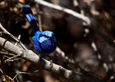 Splendid Fairy Wren