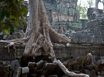 Nature reclaims the temple at Ta Prohm, Angkor