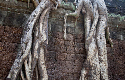 Tree roots at Ta Prohm