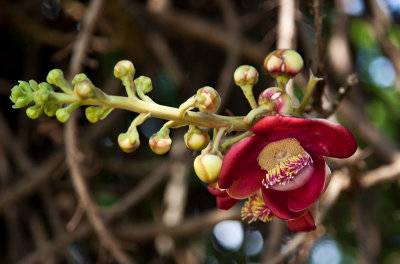   Flower of the cannonball tree @ the Royal Palace, Phnom Penh