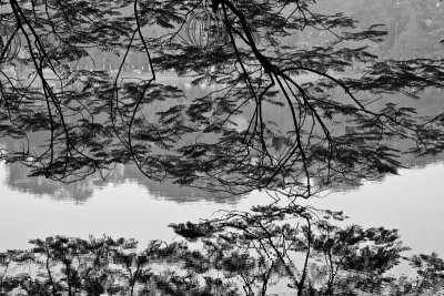 Tree overhanging Hoan Kiem Lake