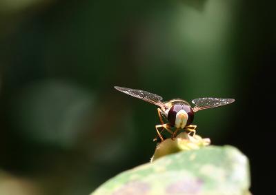 December 4. Hoverfly, sitting