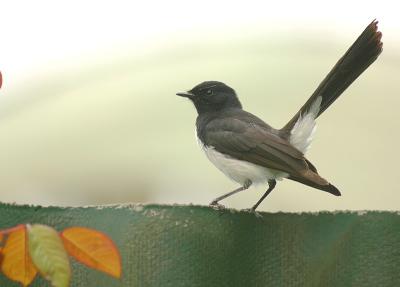 Willy Wagtail