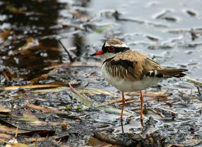 December 22. Black-Fronted Dotterel 