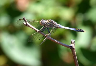 December 28. Orthetrum caledonicum (Blue Skimmer)