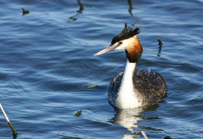 Great  Crested Grebe