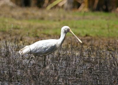 Yellow-billed Spoonbill