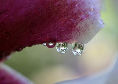 sap & water drops